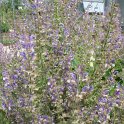 Salvia sclarea fleur